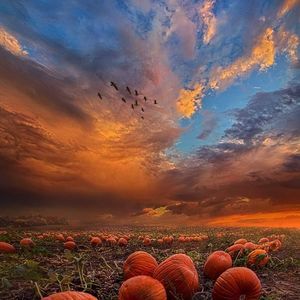 Meet your Posher, Irma